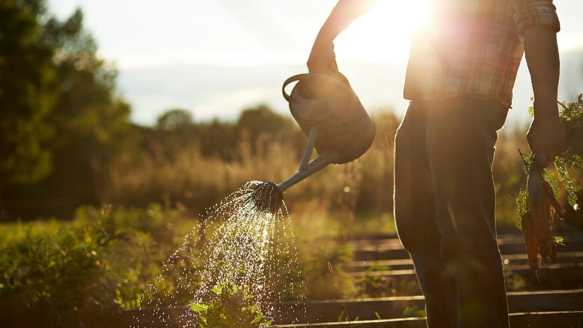 Ein Mann wässert seinen Gemüsegarten