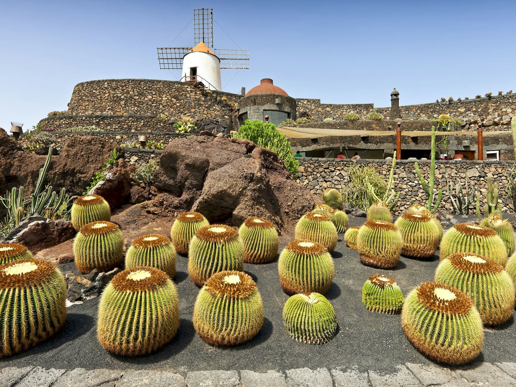 Viele runde Kakteen stehen vor einer Windmühle.