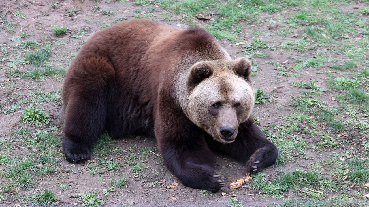 Im Bärenwald Müritz ist Felix in seinem Gehege unterwegs (Archivbild)