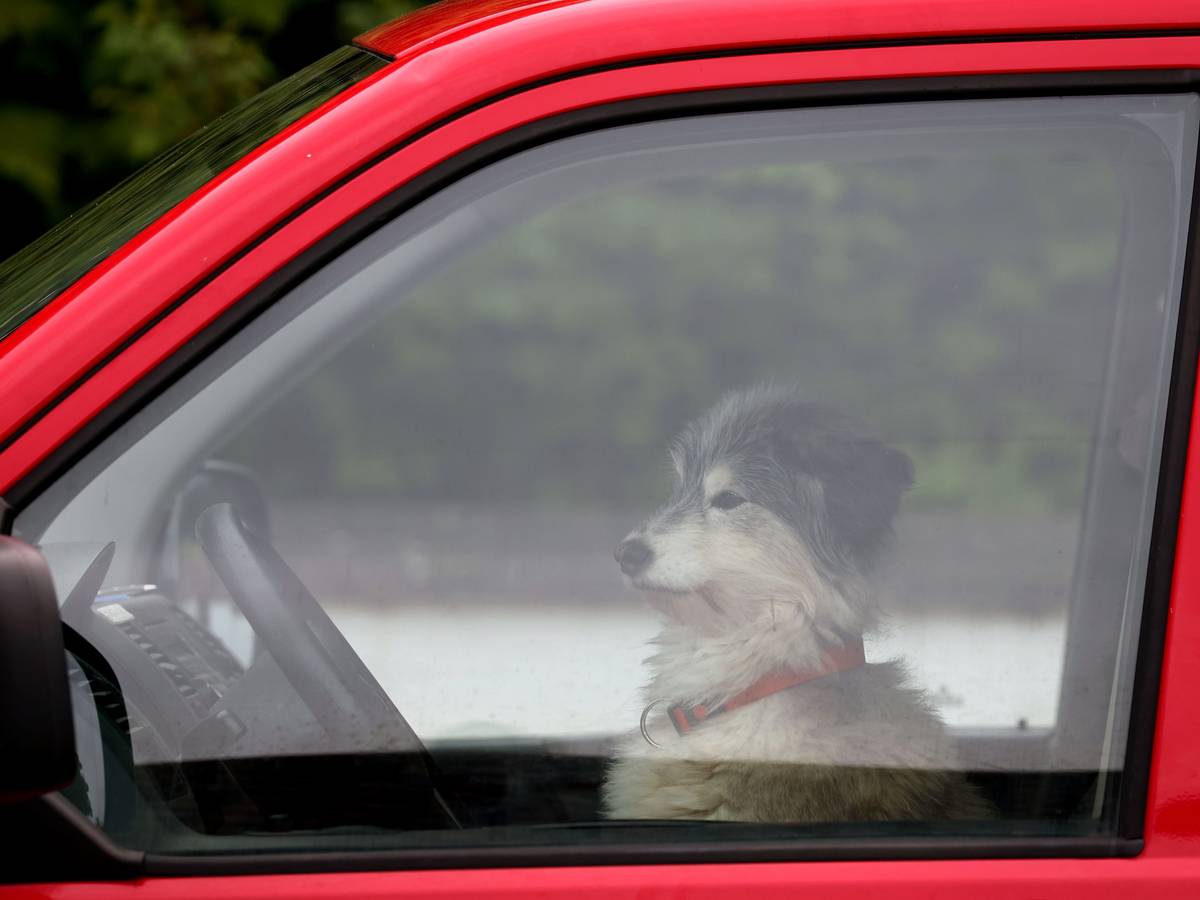 Ein Hund wartet am Steuer eines VW-Busses auf sein Herrchen.