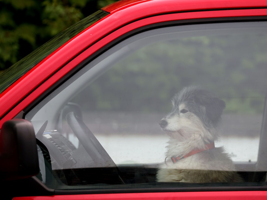 Ein Hund wartet am Steuer eines VW-Busses auf sein Herrchen.