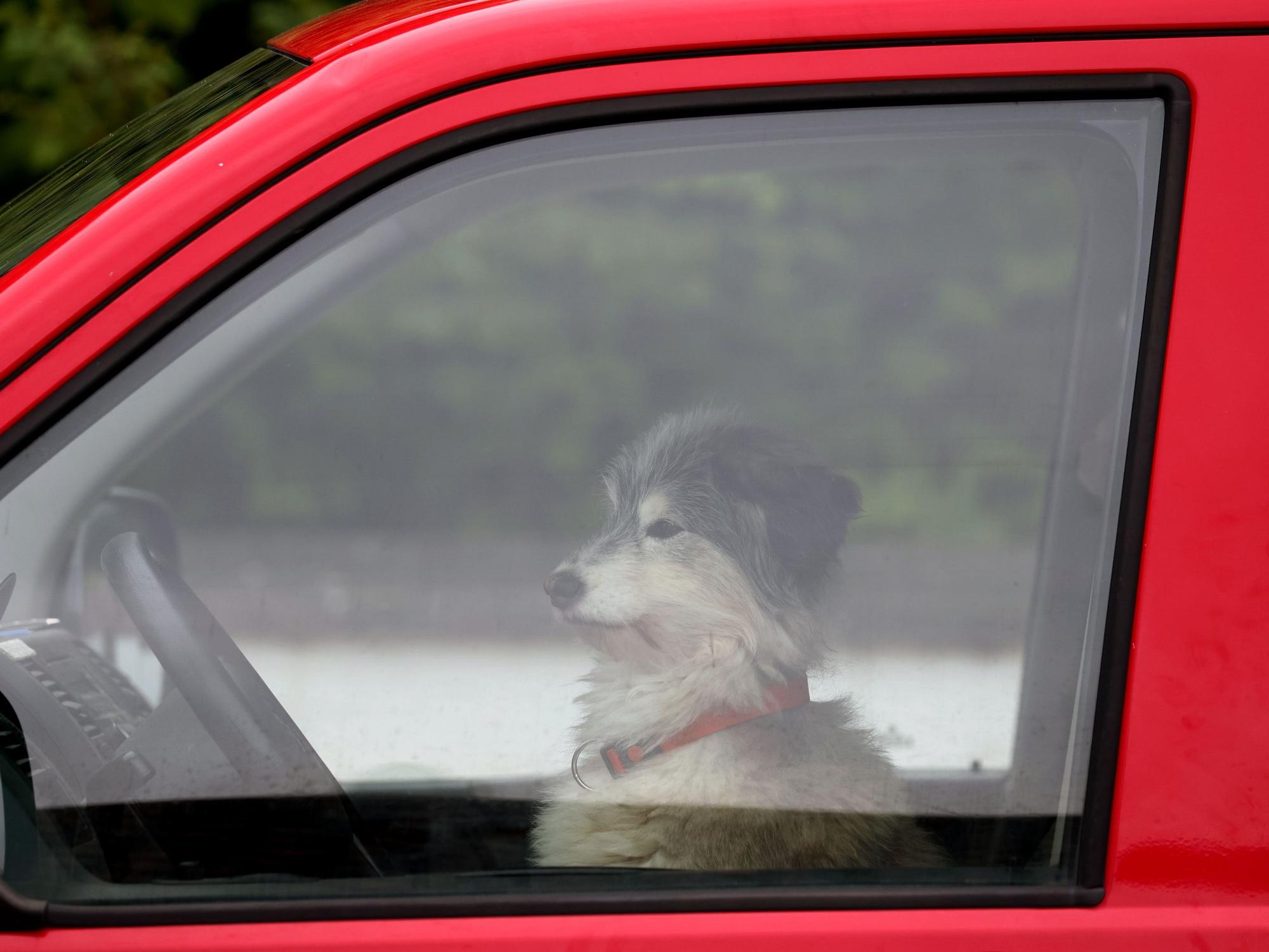 Ein Hund wartet am Steuer eines VW-Busses auf sein Herrchen.