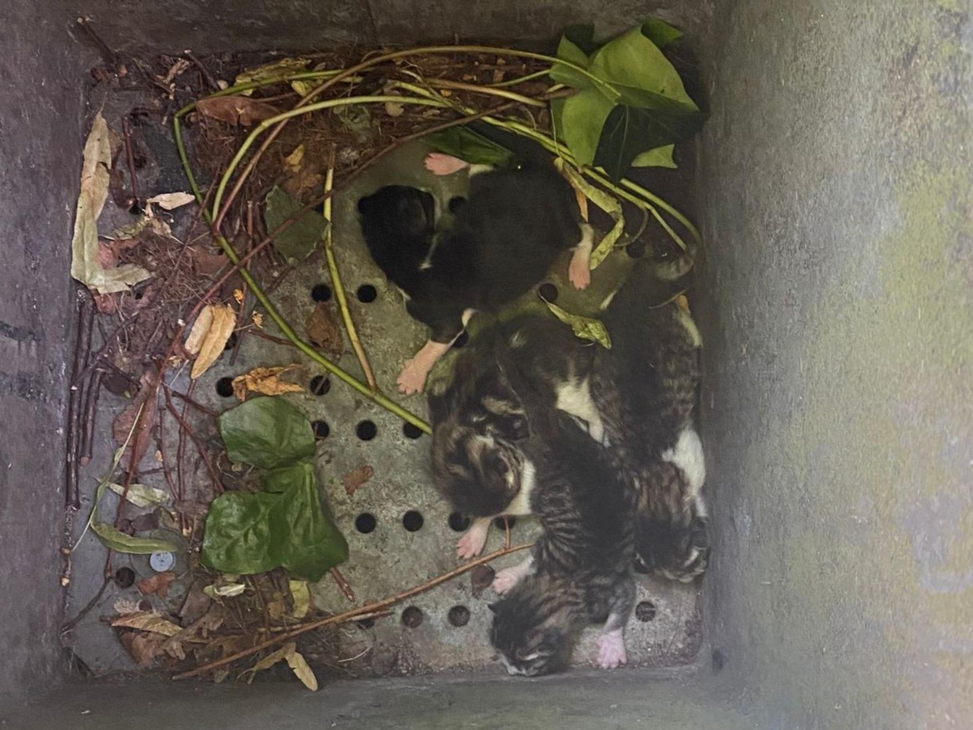 Fünf Katzenbabys liegen auf dem Boden einer Mülltonne.