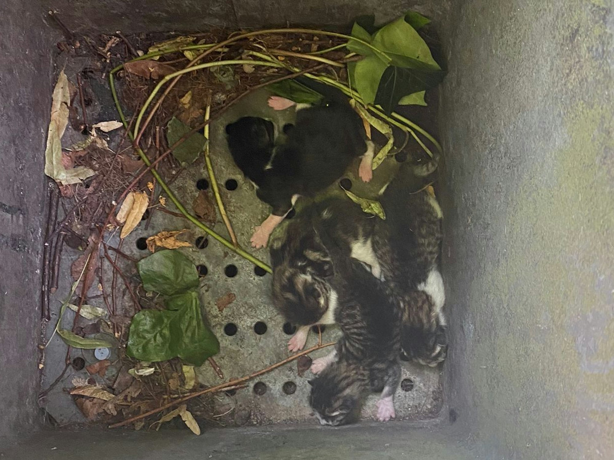 Fünf Katzenbabys liegen auf dem Boden einer Mülltonne.
