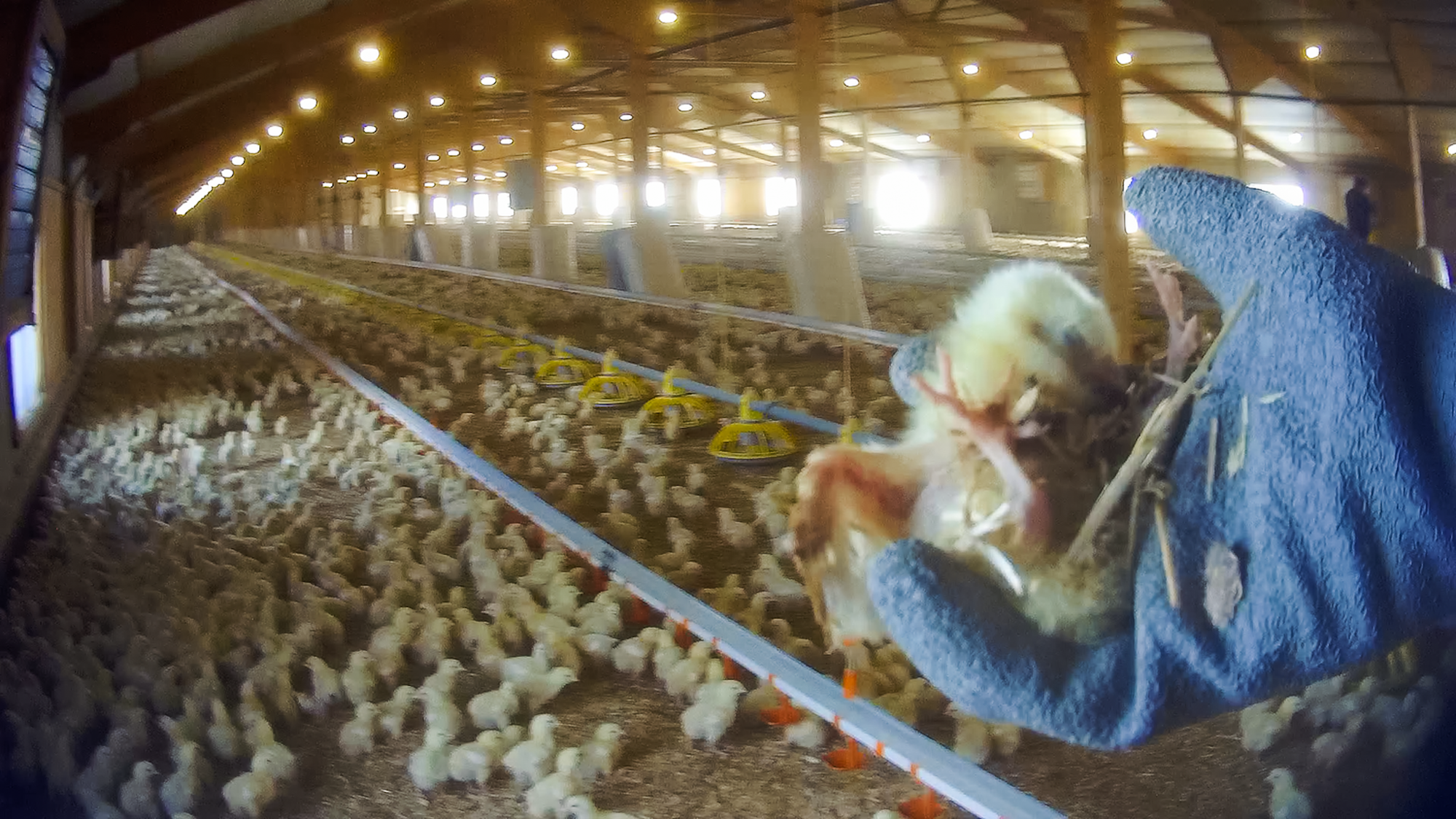 Blick in den britischen Hühnermastbetrieb in der Grafschaft Lincolnshire: Tom Herok hält ein sterbendes Küken in der Hand, die Flügel schwer verletzt.