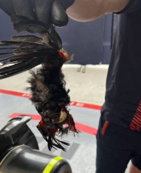 Ein Mechaniker hält einen toten Vogel in der Hand, der in Max Verstappens Auto feststeckte.