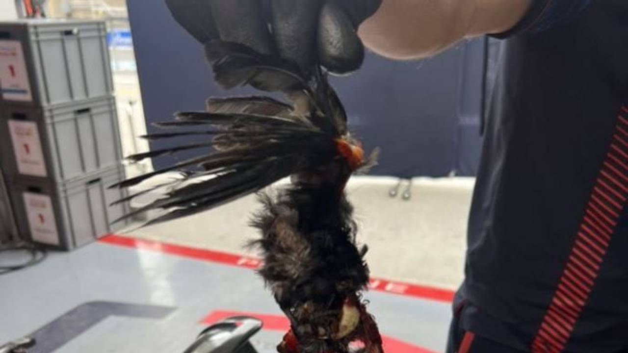 Ein Mechaniker hält einen toten Vogel in der Hand, der in Max Verstappens Auto feststeckte.