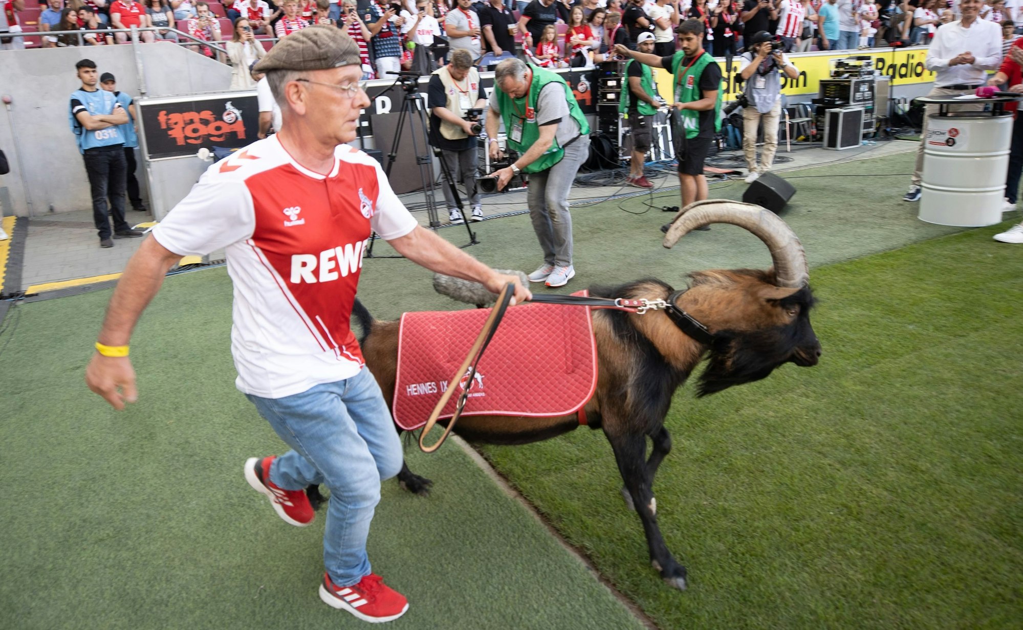 Hennes IX. zieht an seinem Betreuer.