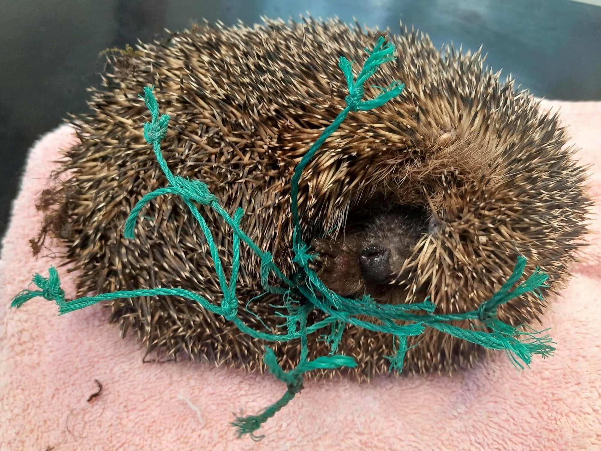 Ein Igel hat sich in einem Netz verfangen.