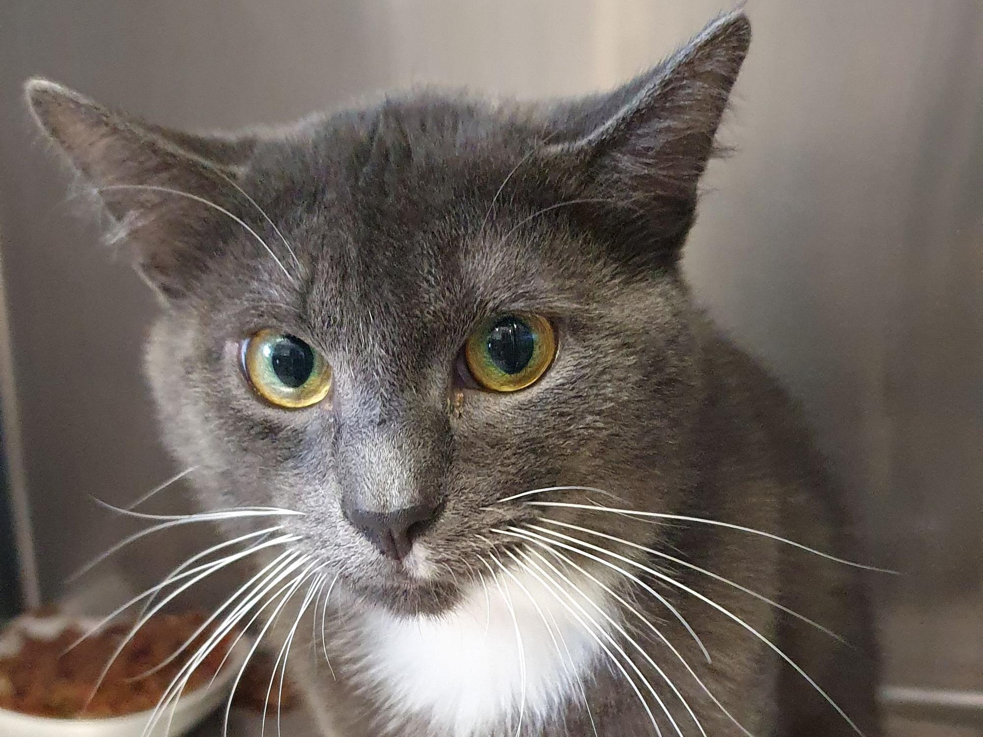 Kater Orpheus