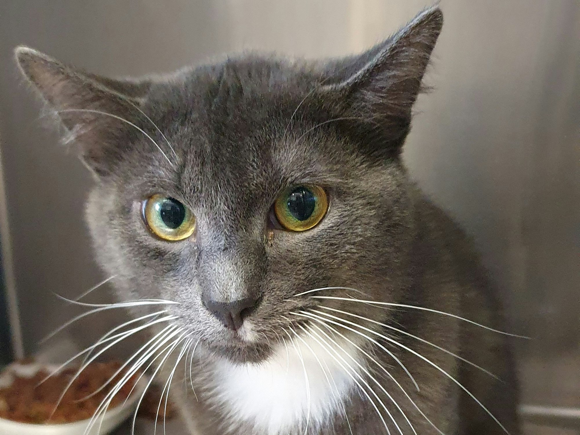 Kater Orpheus