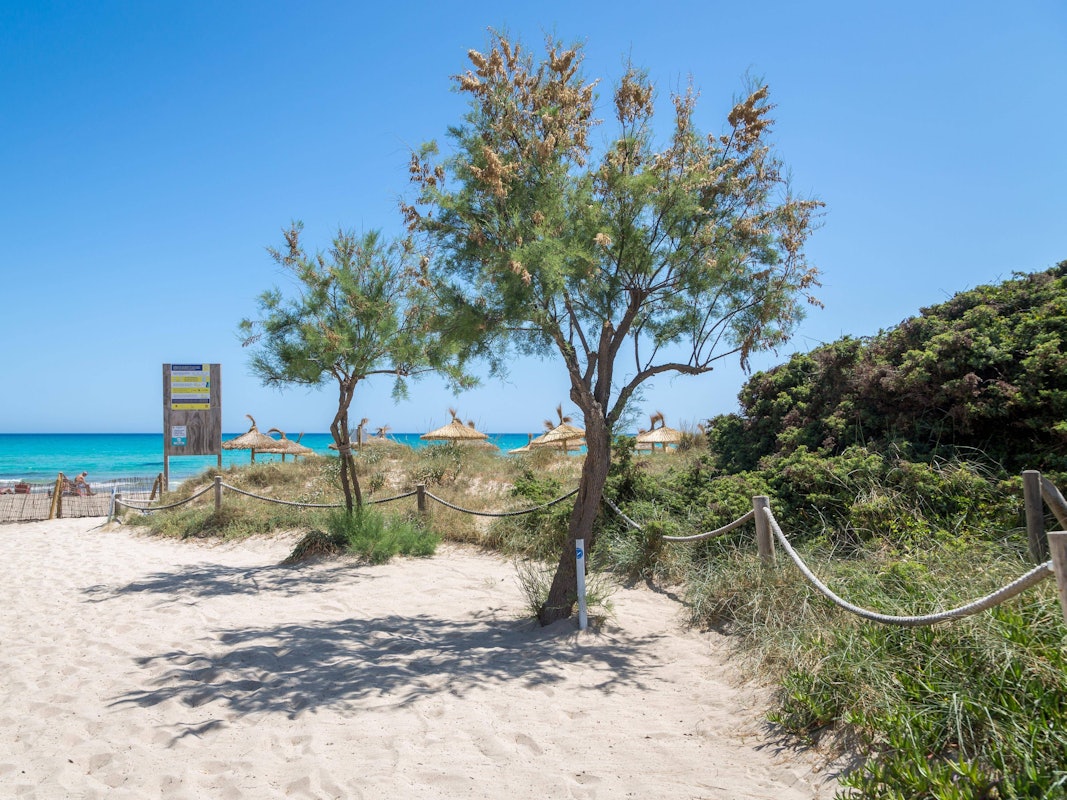 Der Playa de Muro im Norden von Mallorca mit Sand und Gebüsch im Vordergrund sowie dem Mittelmeer im Hintergrund