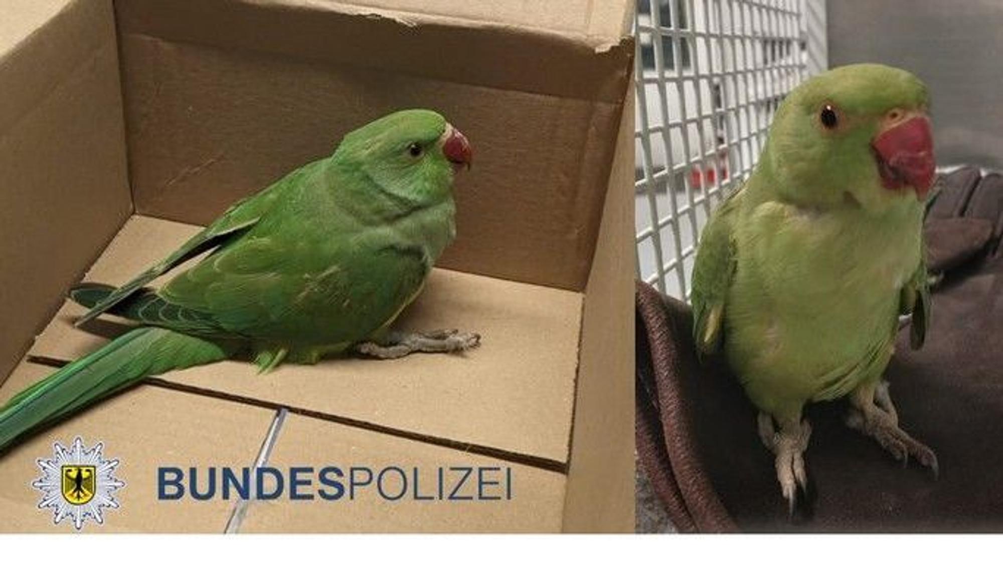 Zwei grüne Papageien.