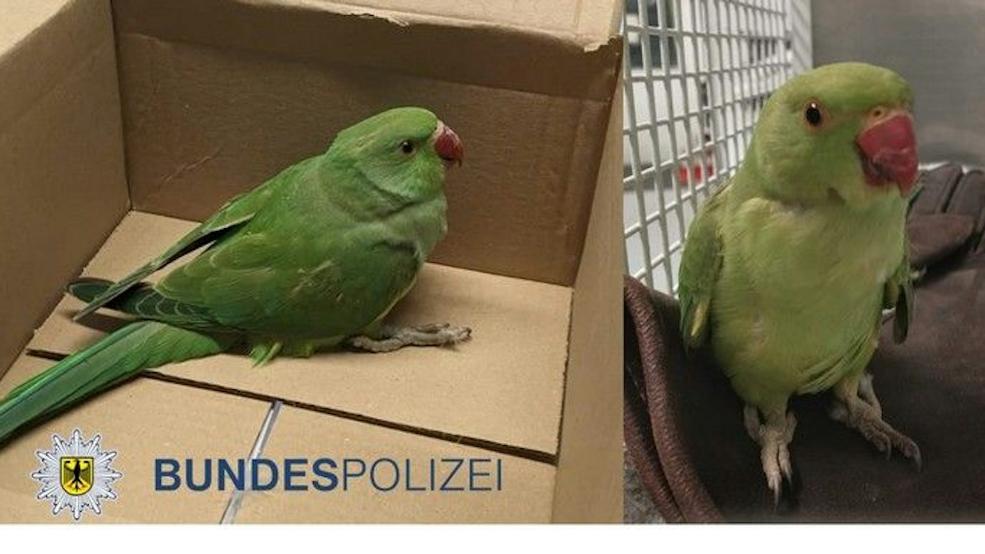 Zwei grüne Papageien.