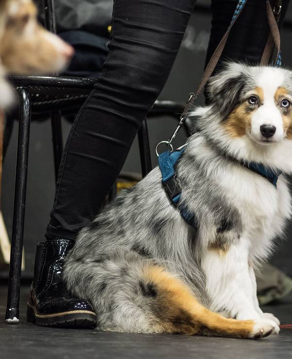 Hundefutter-Test 2024: Welches ist das beste Futter für meinen Hund? Wir haben die komplette Liste. Unser Foto zeigt einen Mini Australian Shepherd im Jahr 2016. Die Hündin "Diva" der Rasse Mini Australian Shepherd sitzt am 30.11.2016 im Landestheater in Coburg (Bayern). Für seine Musicalproduktion «Anything goes» sucht das Landestheater Coburg einen kleinen Hund, der im Bühnengeschehen mitmischt.