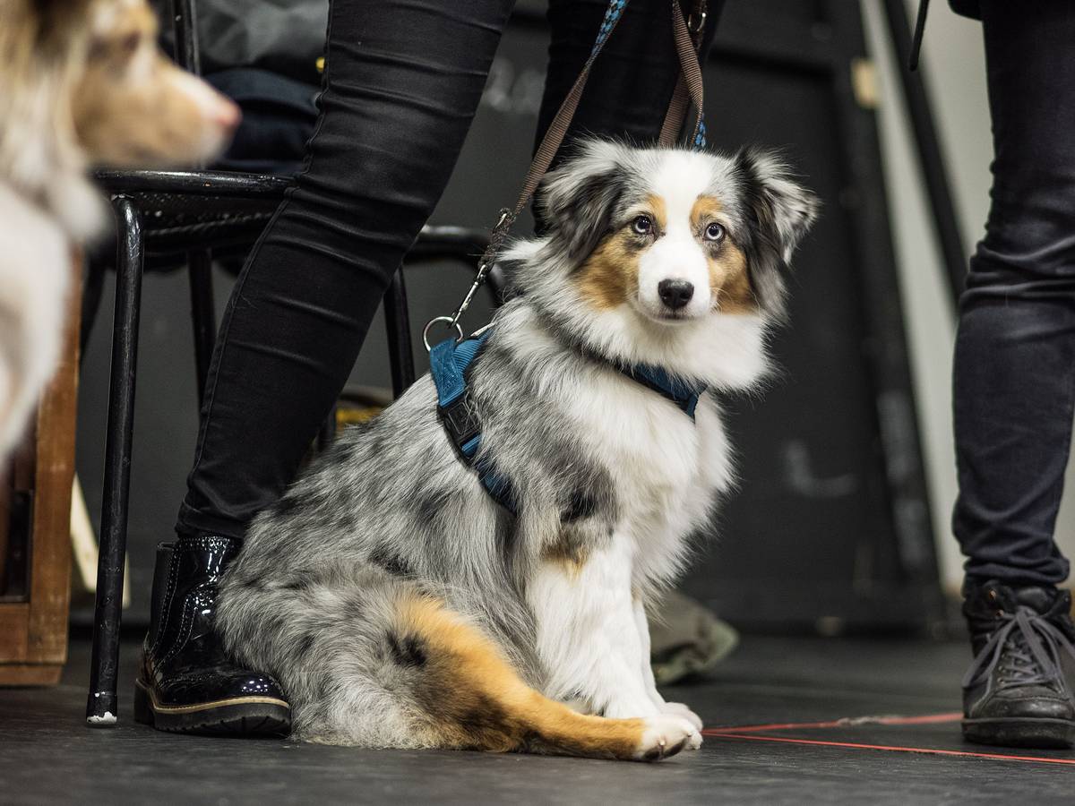 Hundefutter-Test 2024: Welches ist das beste Futter für meinen Hund? Wir haben die komplette Liste. Unser Foto zeigt einen Mini Australian Shepherd im Jahr 2016. Die Hündin "Diva" der Rasse Mini Australian Shepherd sitzt am 30.11.2016 im Landestheater in Coburg (Bayern). Für seine Musicalproduktion «Anything goes» sucht das Landestheater Coburg einen kleinen Hund, der im Bühnengeschehen mitmischt.