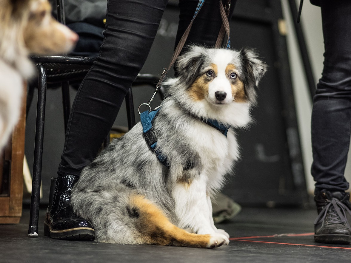 Hundefutter-Test 2024: Welches ist das beste Futter für meinen Hund? Wir haben die komplette Liste. Unser Foto zeigt einen Mini Australian Shepherd im Jahr 2016. Die Hündin "Diva" der Rasse Mini Australian Shepherd sitzt am 30.11.2016 im Landestheater in Coburg (Bayern). Für seine Musicalproduktion «Anything goes» sucht das Landestheater Coburg einen kleinen Hund, der im Bühnengeschehen mitmischt.