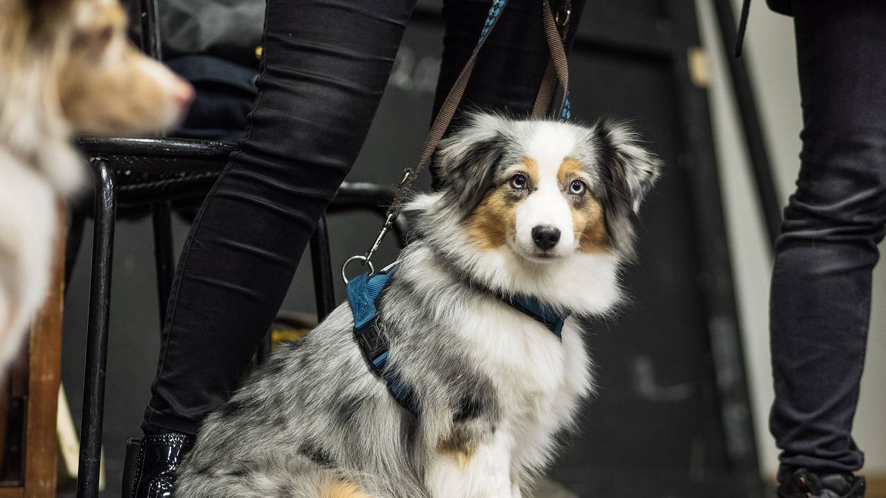 Hundefutter-Test 2024: Welches ist das beste Futter für meinen Hund? Wir haben die komplette Liste. Unser Foto zeigt einen Mini Australian Shepherd im Jahr 2016. Die Hündin "Diva" der Rasse Mini Australian Shepherd sitzt am 30.11.2016 im Landestheater in Coburg (Bayern). Für seine Musicalproduktion «Anything goes» sucht das Landestheater Coburg einen kleinen Hund, der im Bühnengeschehen mitmischt.