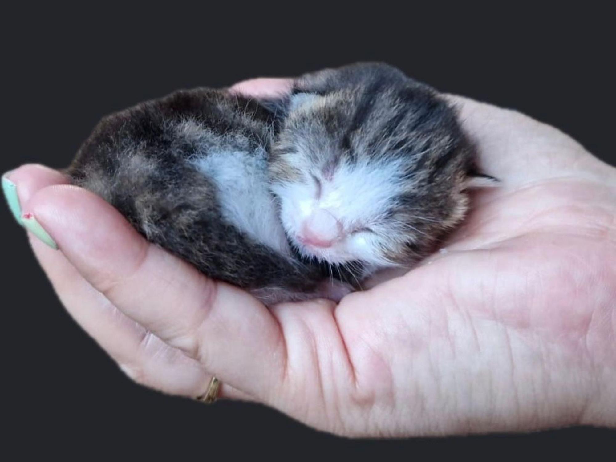Ein Katzenbaby passt in eine Menschenhand.