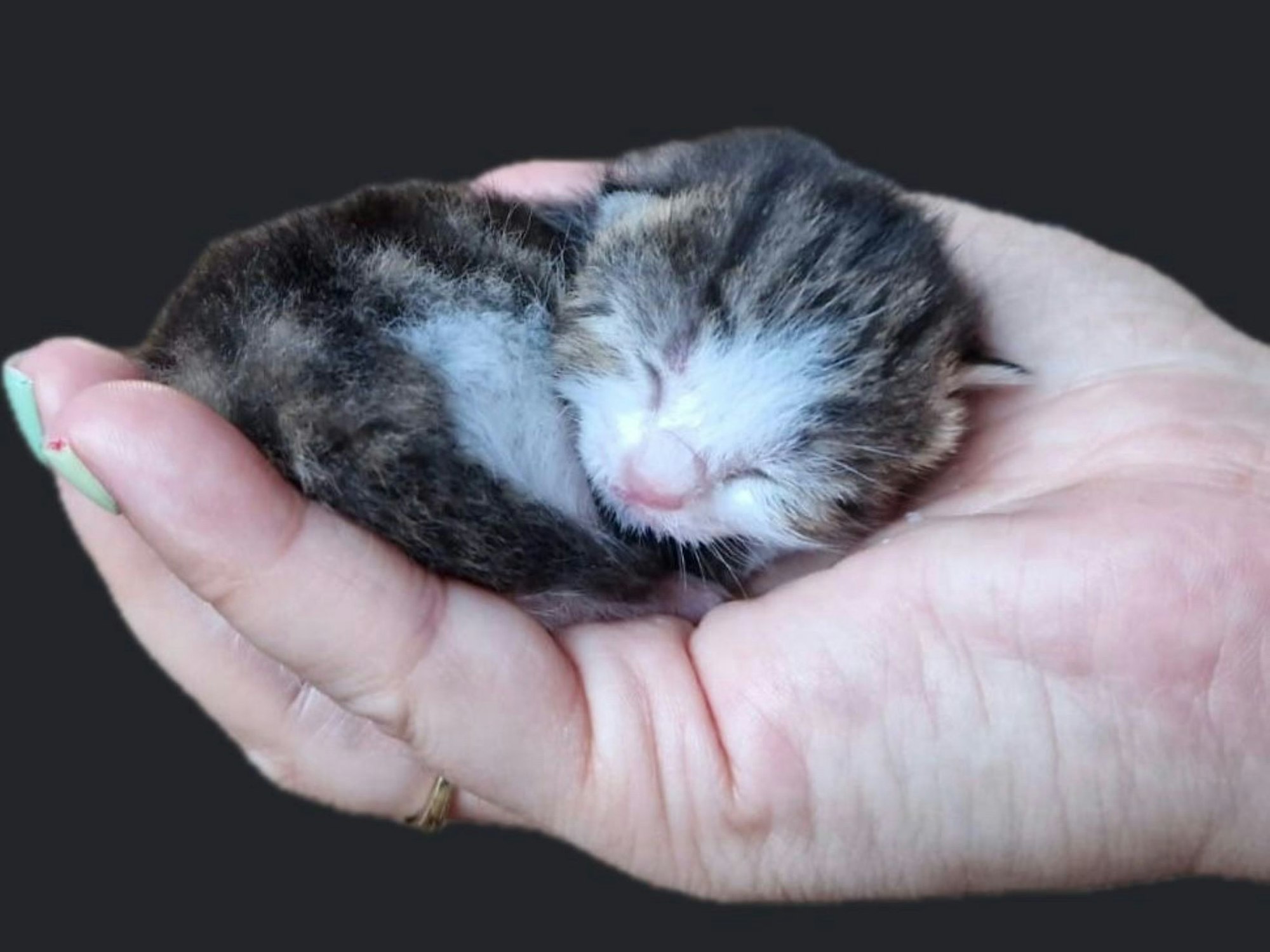 Ein Katzenbaby passt in eine Menschenhand.