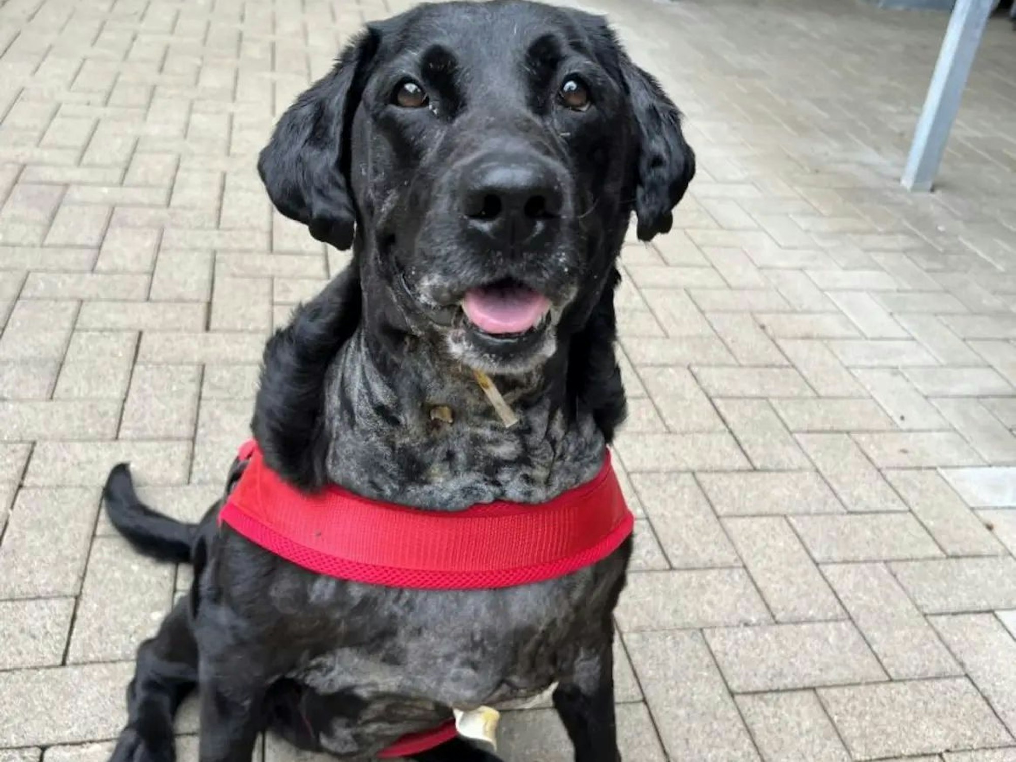 Labrador-Hündin Tina hat deutlich abgenommen.