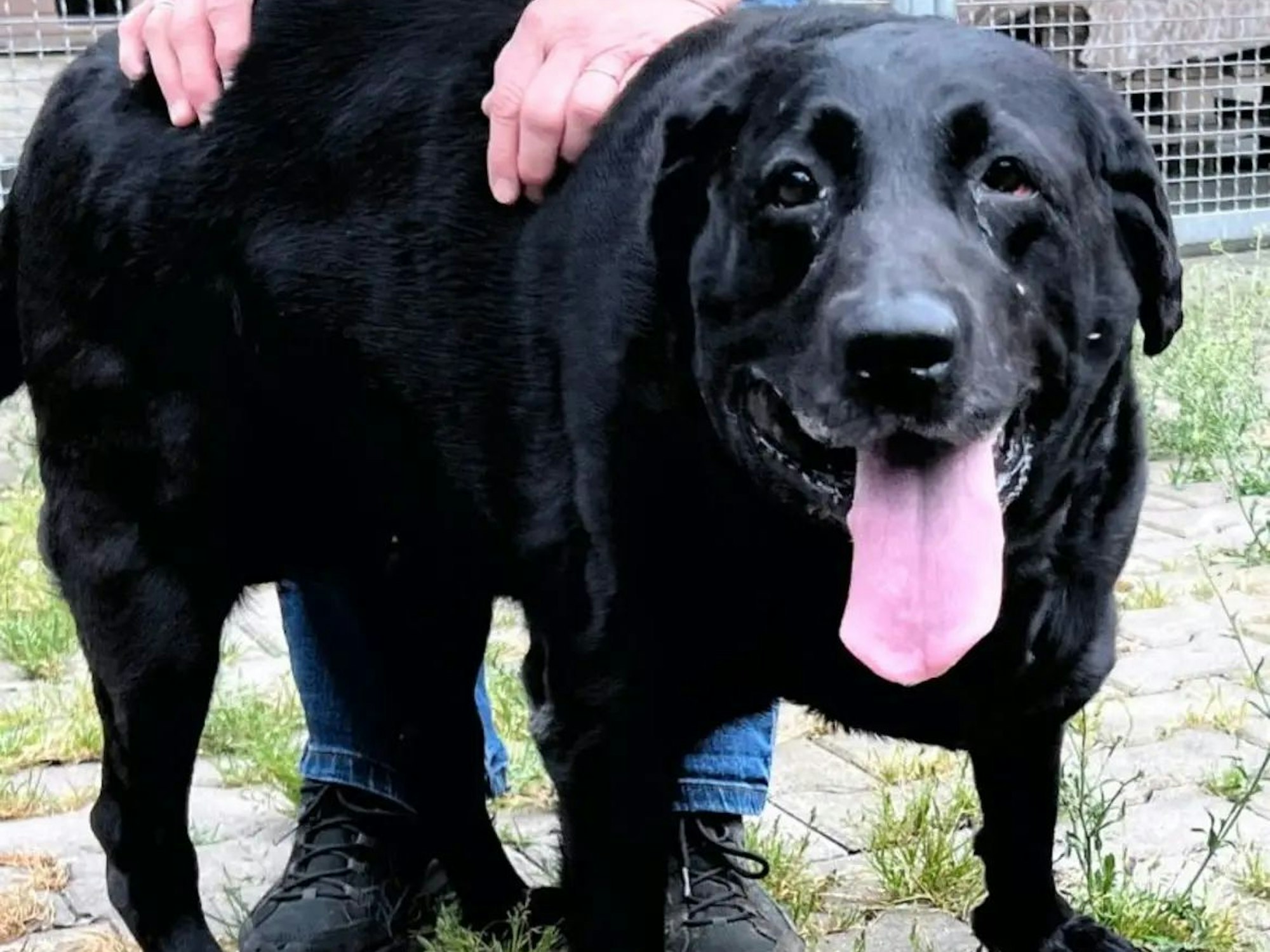 Die übergewichtige Labrador-Hündin Tina.