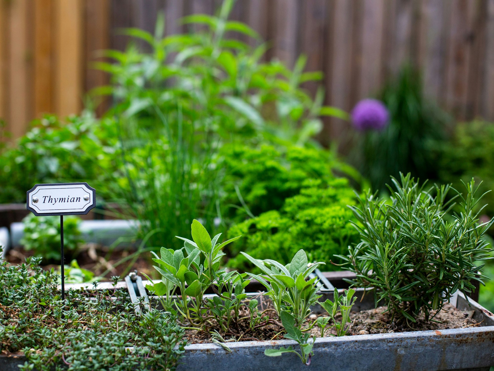 Das undatierte Foto zeigt ein Kräuterbeet.