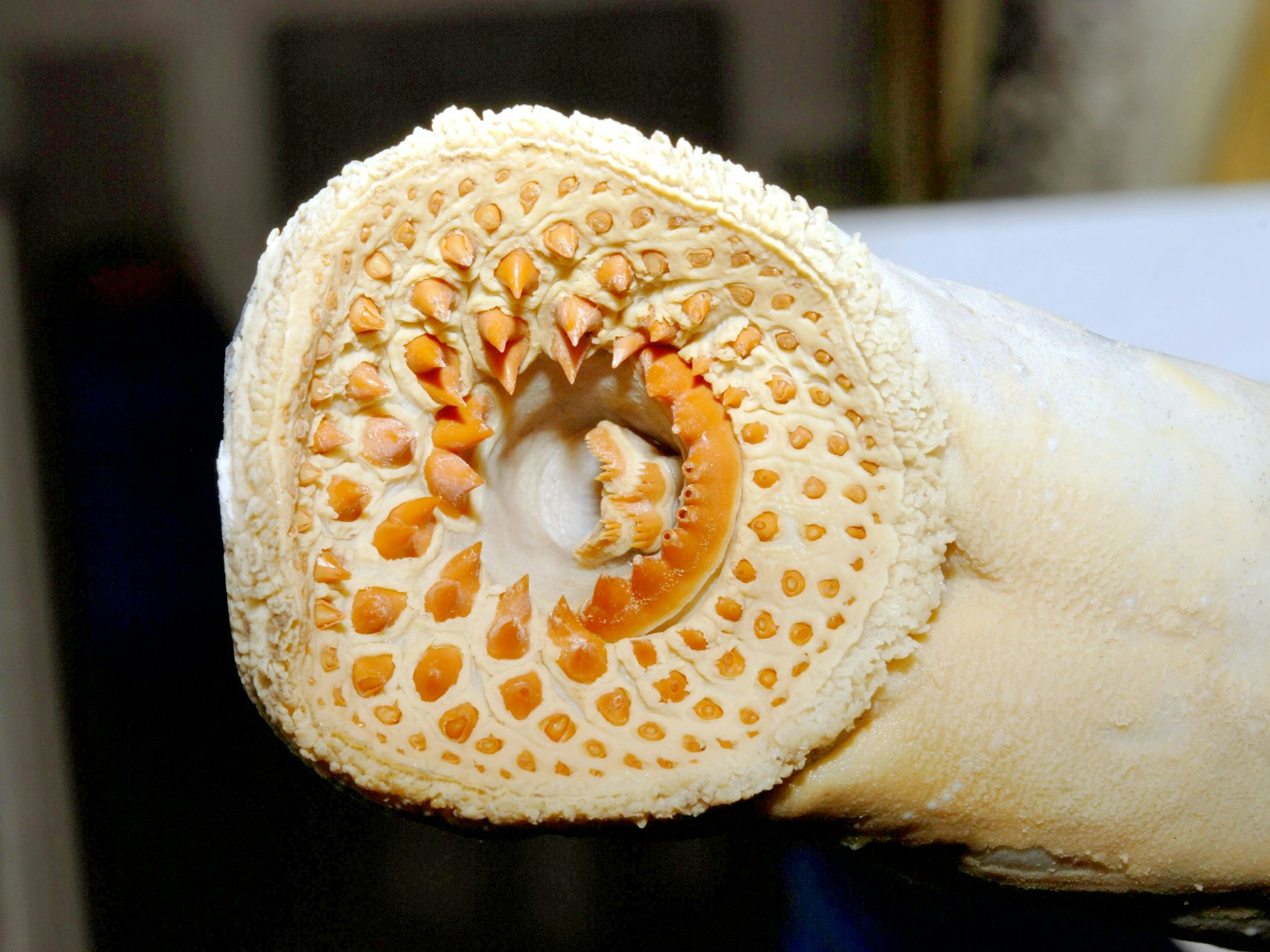 Blick in das Maul eines Meerneunauges (Petromyzon marinus).