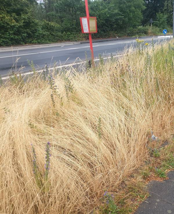Verwucherte Grünfläche in Köln-Ossendorf