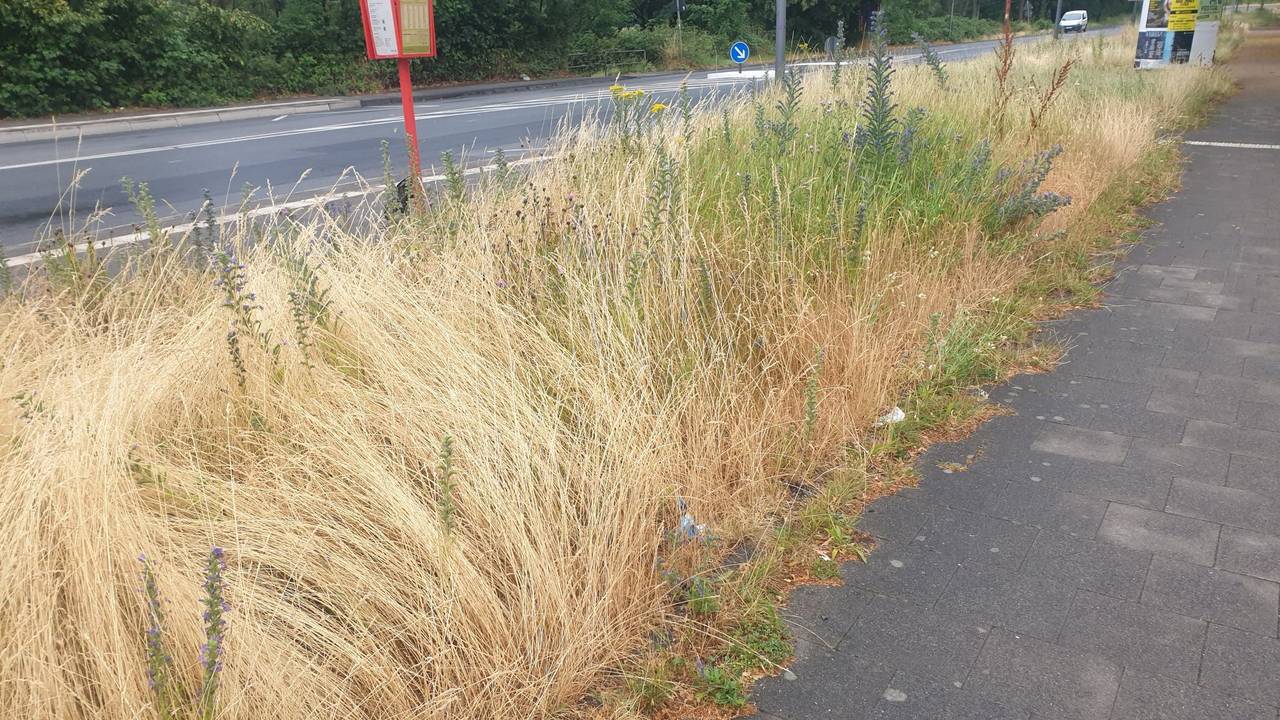 Verwucherte Grünfläche in Köln-Ossendorf