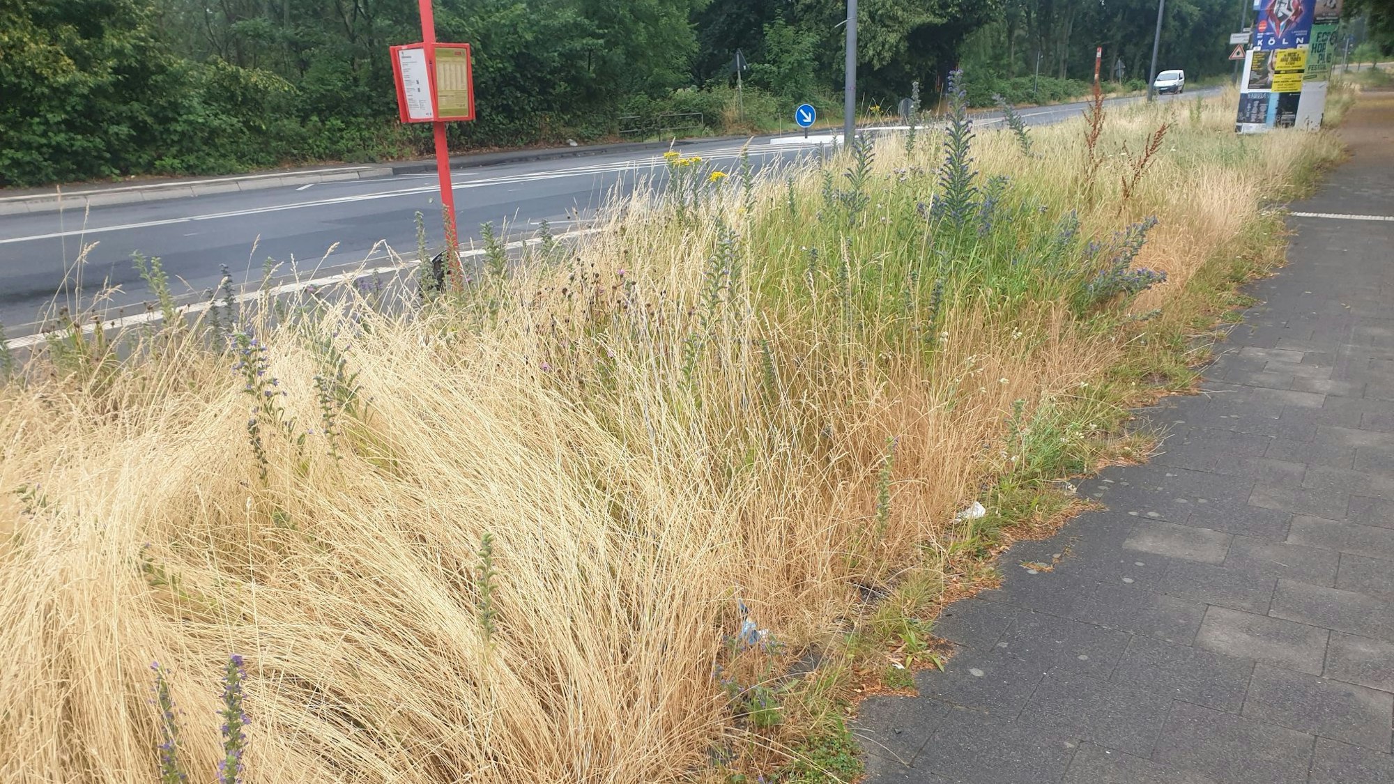 Verwucherte Grünfläche in Köln-Ossendorf