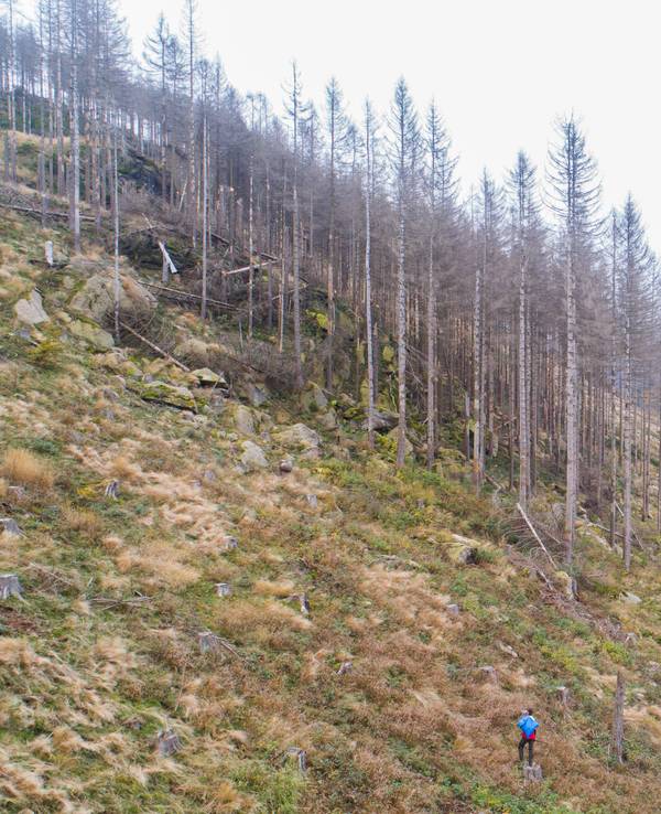 Die Luftaufnahme zeigt eine Waldfläche der Niedersächsischen Landesforsten mit abgestorbenen Fichten im Harz.