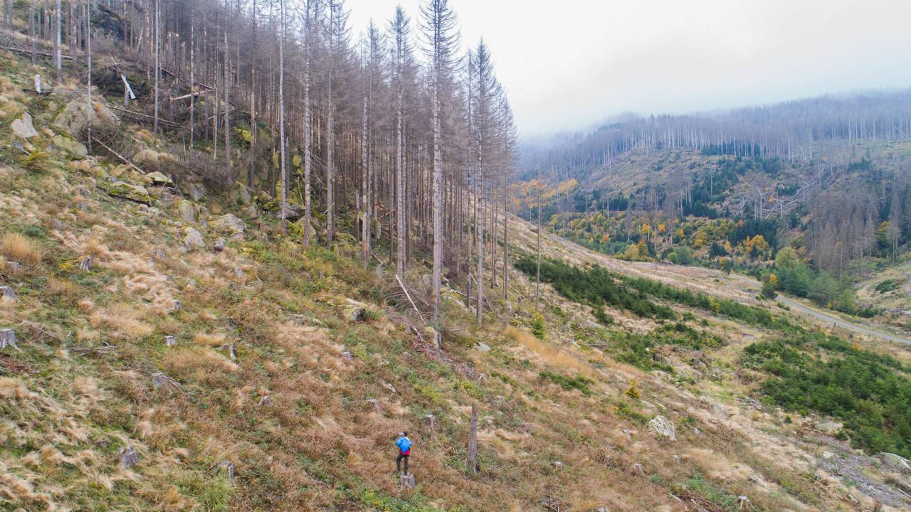 Die Luftaufnahme zeigt eine Waldfläche der Niedersächsischen Landesforsten mit abgestorbenen Fichten im Harz.