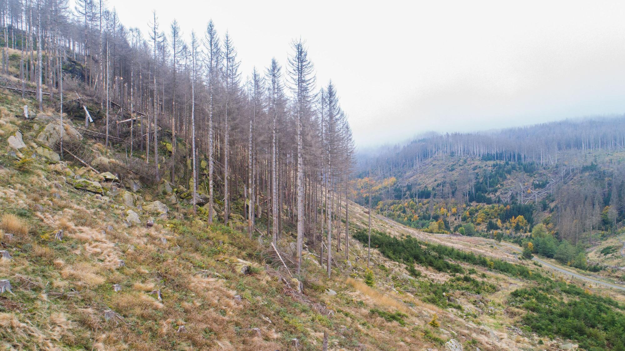 Die Luftaufnahme zeigt eine Waldfläche der Niedersächsischen Landesforsten mit abgestorbenen Fichten im Harz.