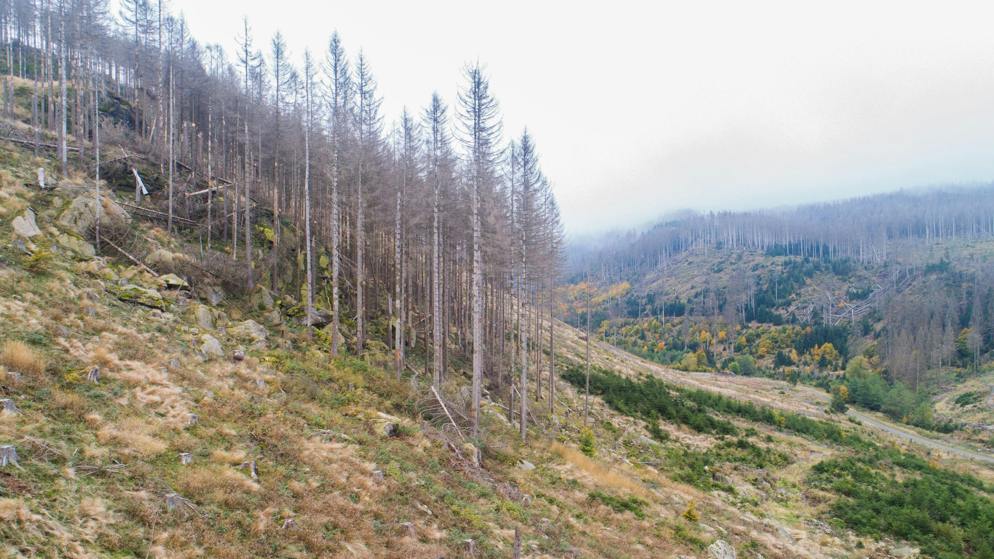 Die Luftaufnahme zeigt eine Waldfläche der Niedersächsischen Landesforsten mit abgestorbenen Fichten im Harz.