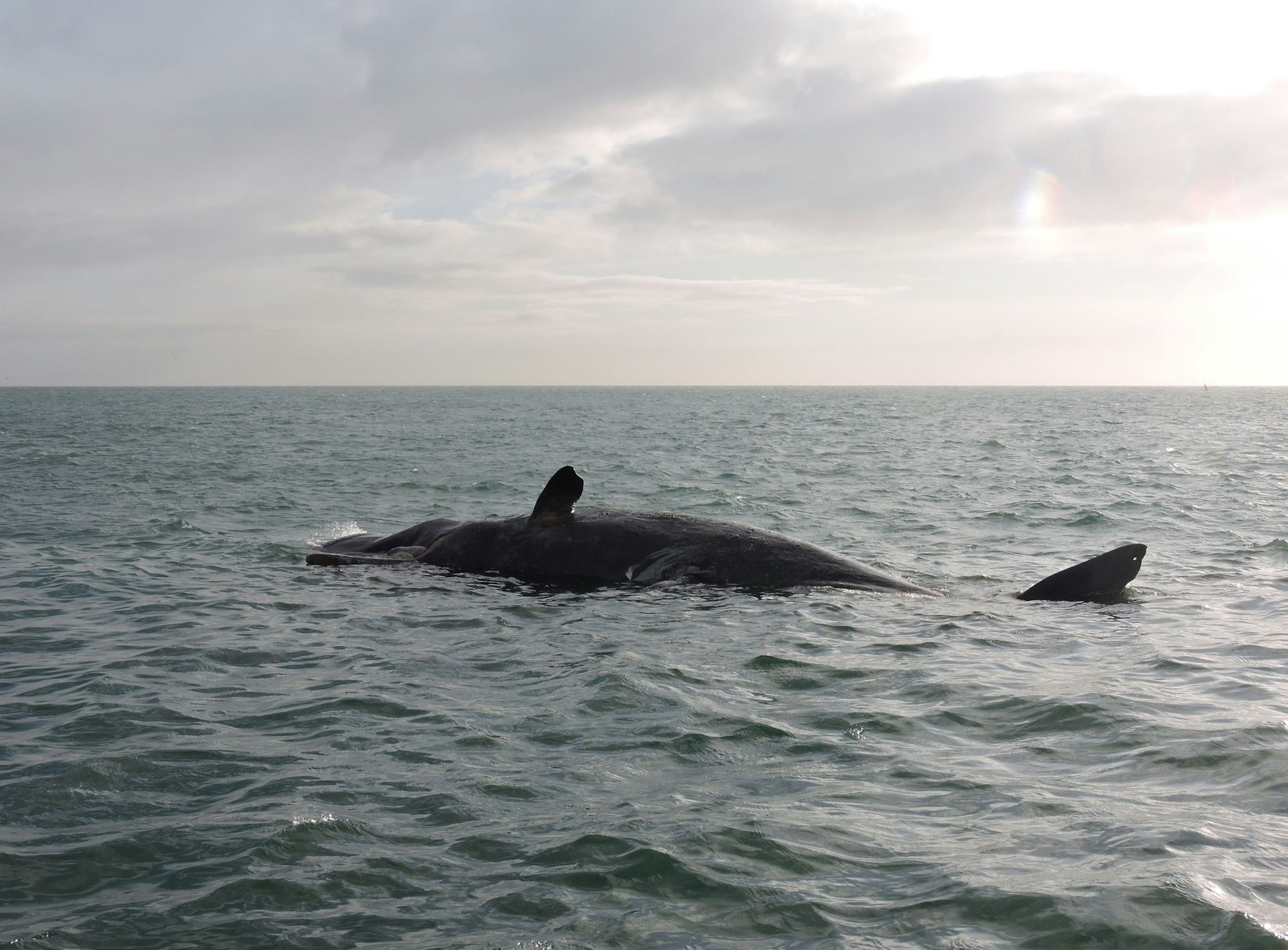 Ein toter Pottwal treibt am 12. Januar 2016 in der Nordsee vor Helgoland (Schleswig-Holstein).