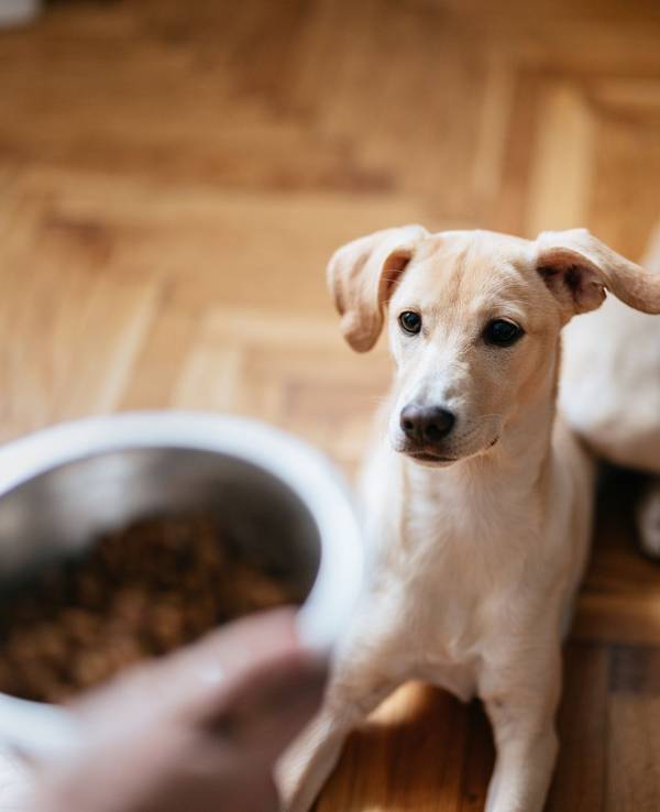 Ein Hund wartet darauf, dass sein Besitzer seinen Futternapf auf den Boden stellt.