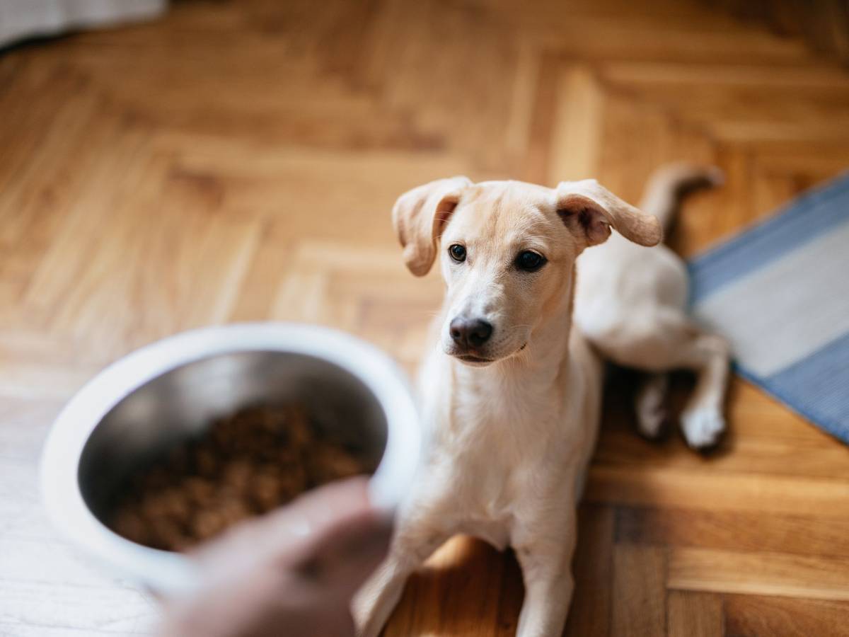Ein Hund wartet darauf, dass sein Besitzer seinen Futternapf auf den Boden stellt.