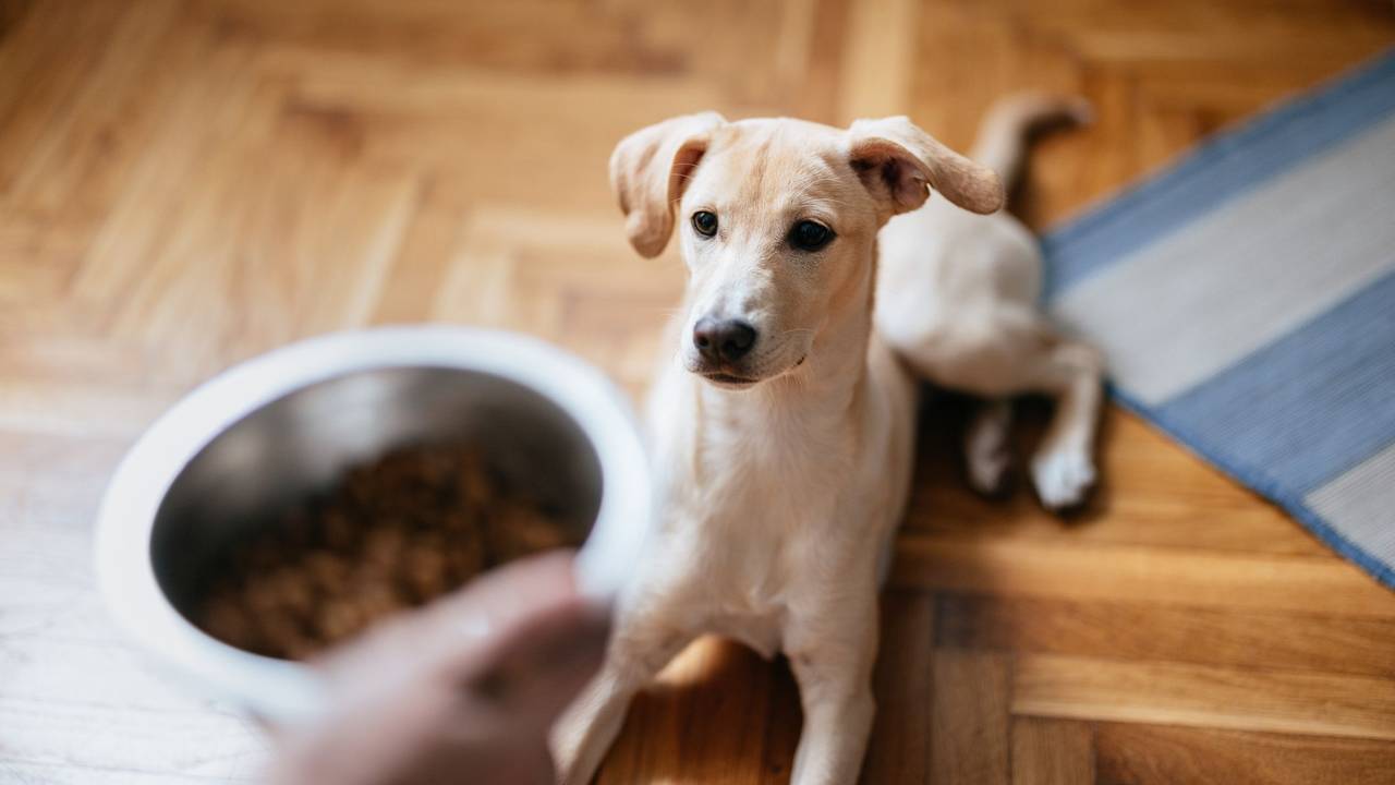 Ein Hund wartet darauf, dass sein Besitzer seinen Futternapf auf den Boden stellt.