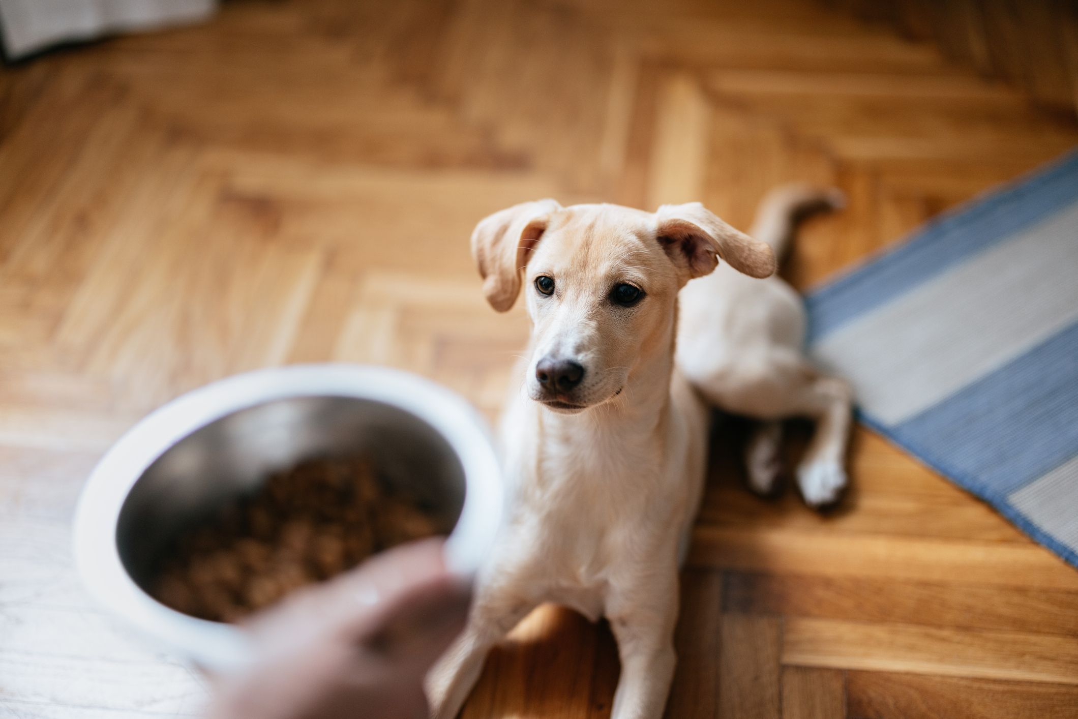 Stiftung Warentest testet Hundefutter aus Insekten: Taugt das was? | Express