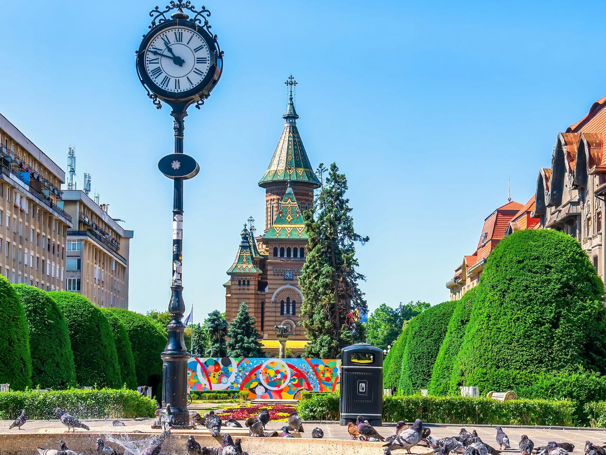 Zahlreiche Tauben versammeln sich auf dem Platz vor der bunten Catedral Metropolitana Ortodoxa in Timisoara.