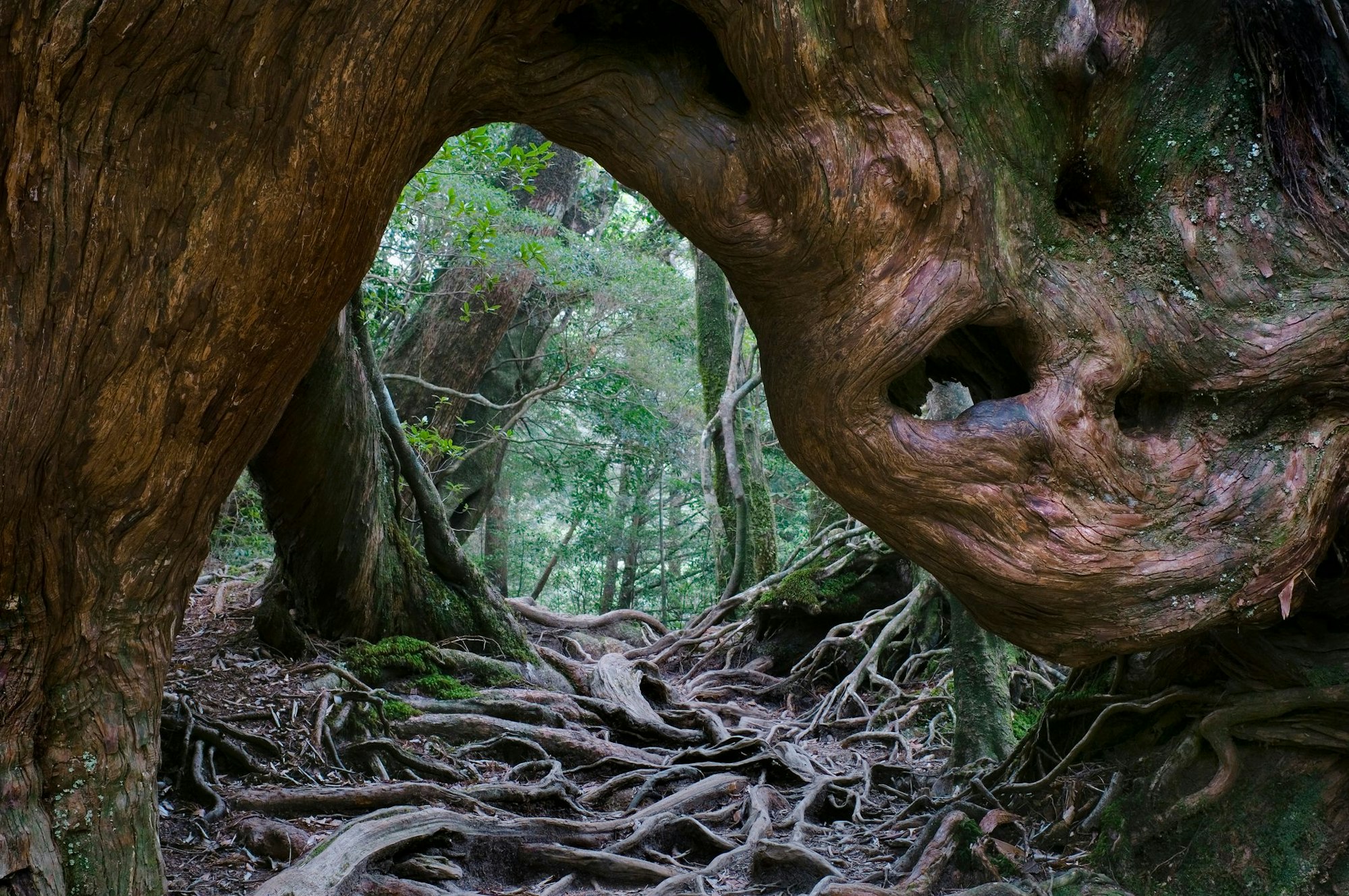 Ein Blick durch ein großes Baumloch in den Wald hinein. Auf dem Boden liegen Wurzeln.