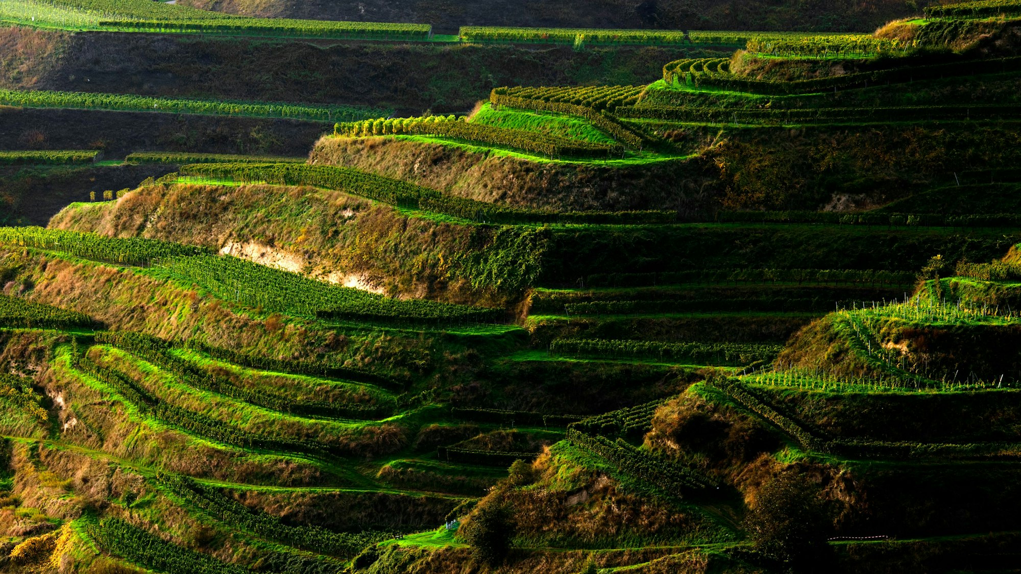 Weinberge am Kaiserstuhl in Baden-Württemberg