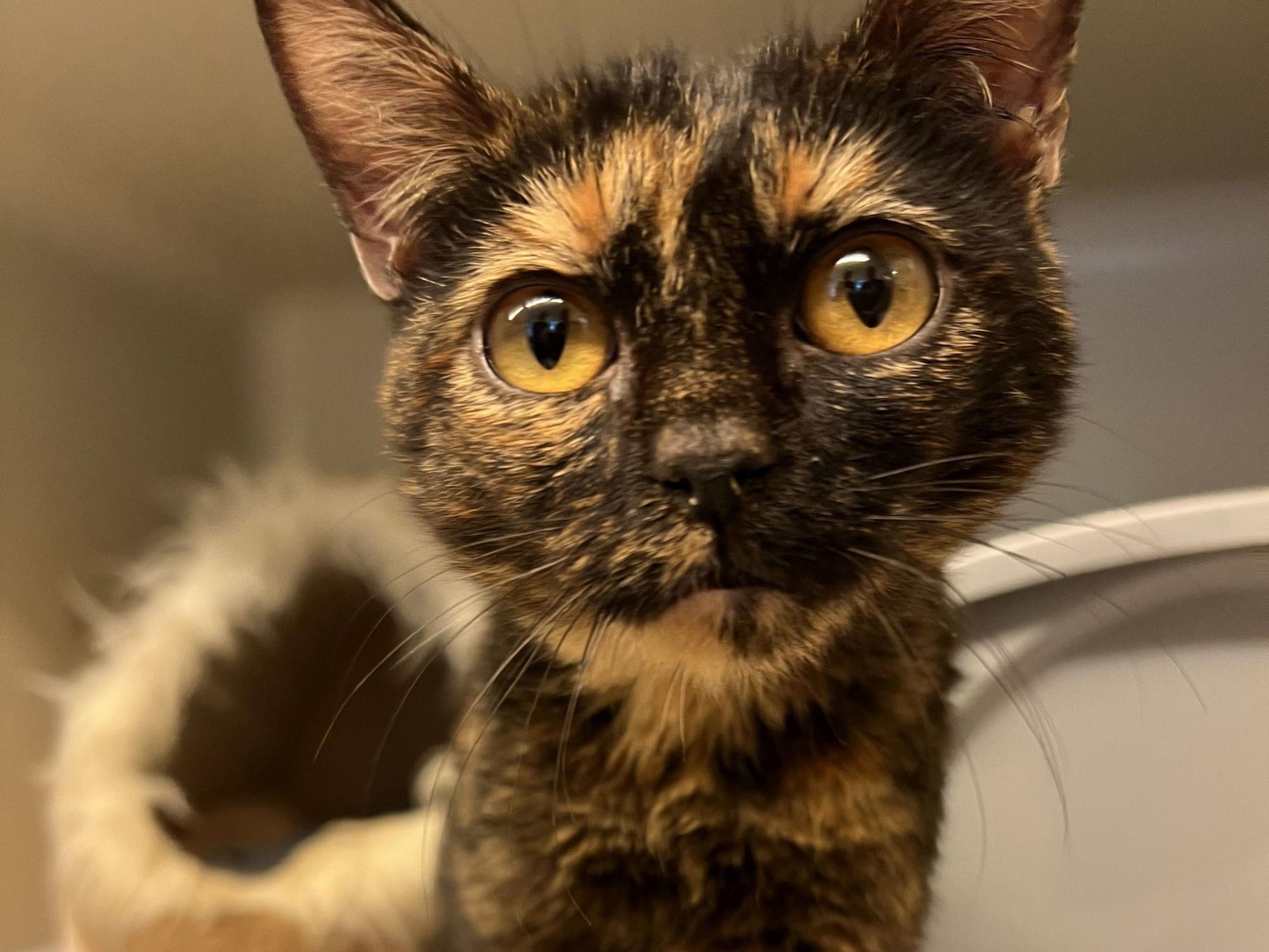 Katze Glinda ganz nah an der Kamera.