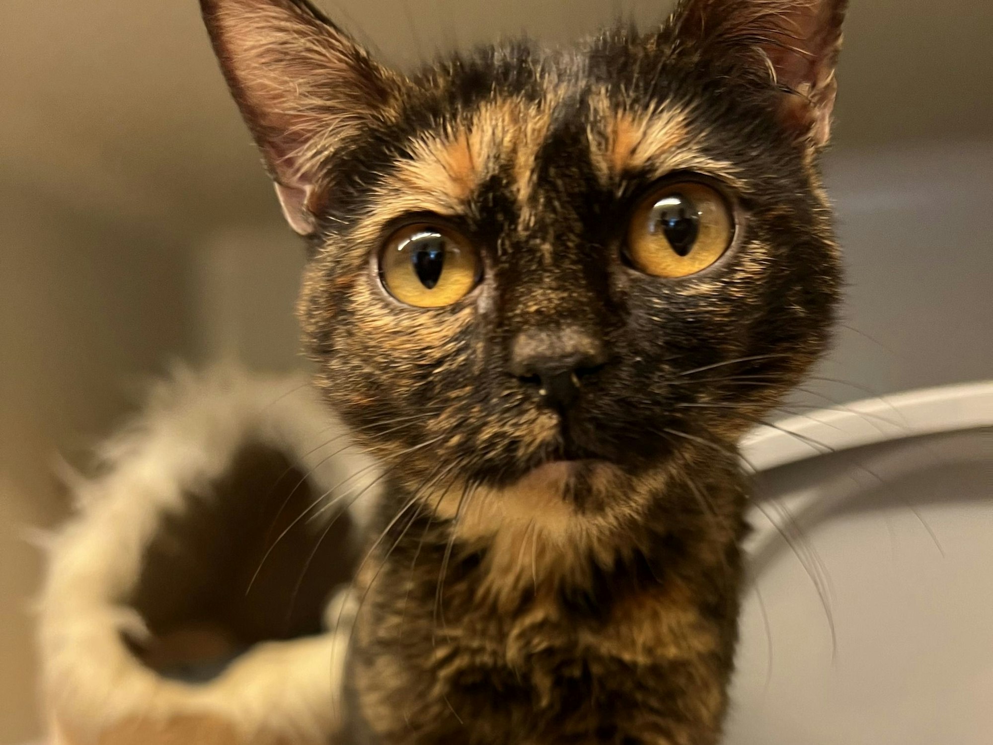 Katze Glinda ganz nah an der Kamera.