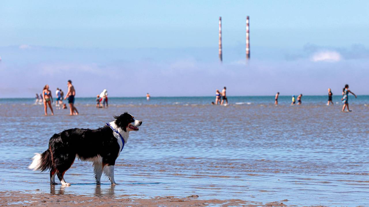 Ein schwarz-weißer Hund steht bei gutem Wetter am Strand.