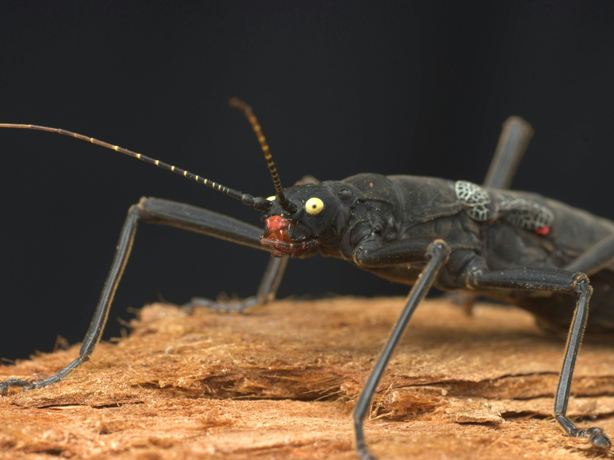 Eine schwarze Samtschrecke.