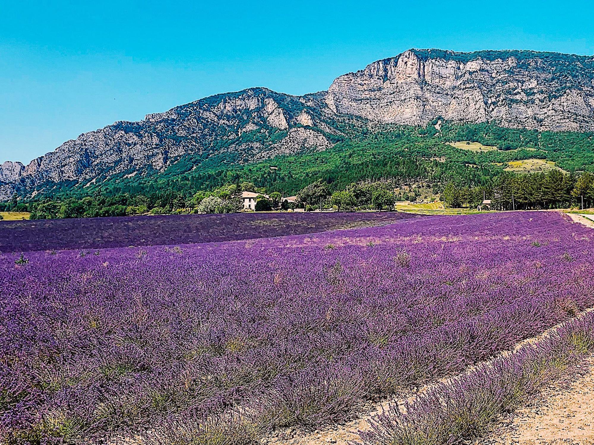 Malerisches Lavendelfeld in der Provence