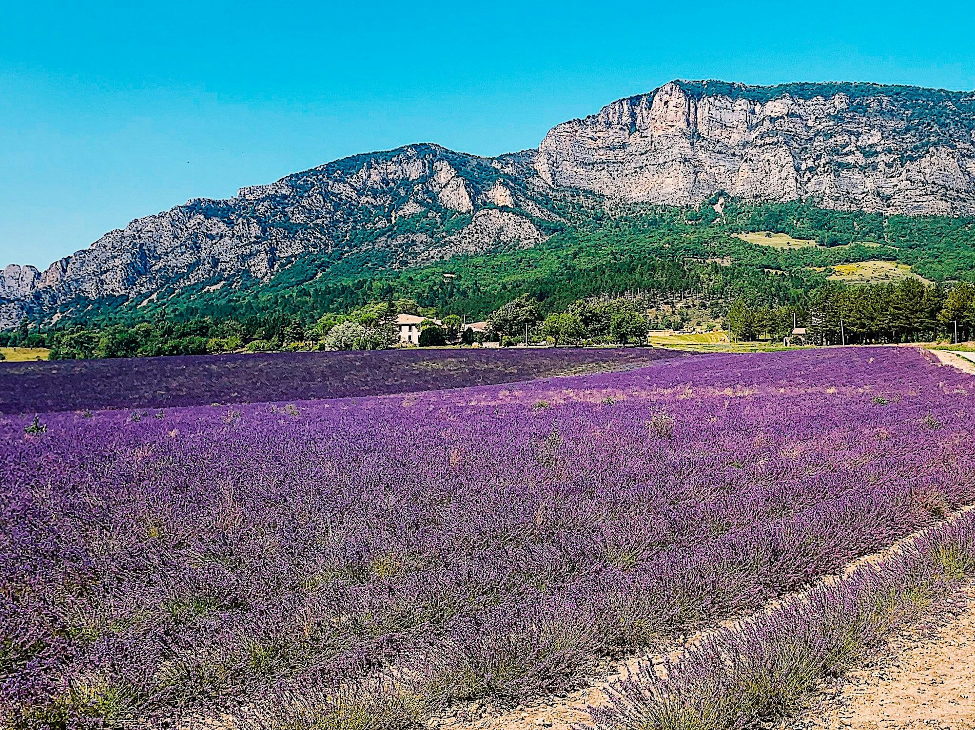 Malerisches Lavendelfeld in der Provence