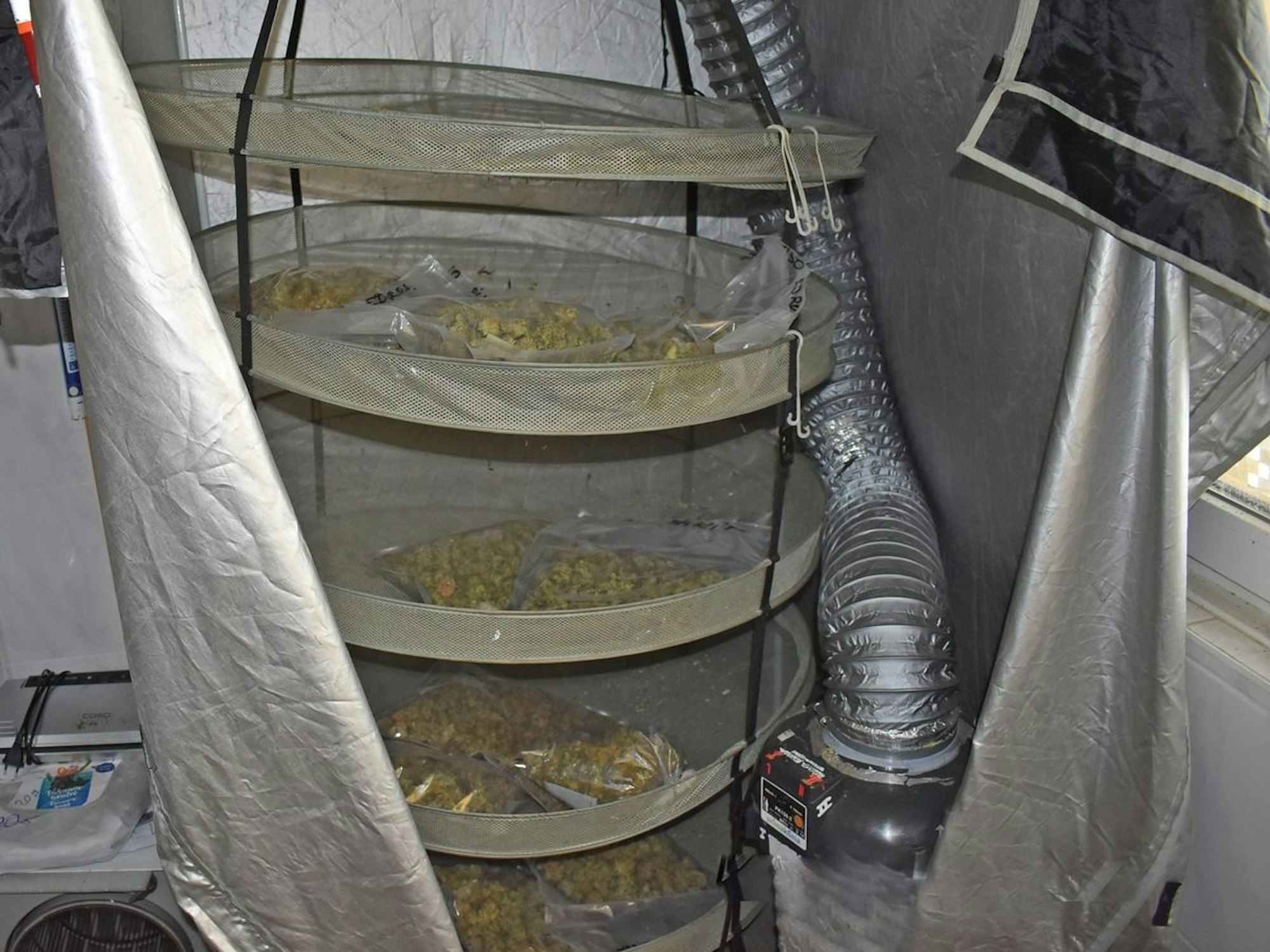 Auf einem Gestell mit mehreren Etagen liegt Cannabis.